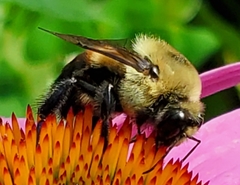 Bombus griseocollis