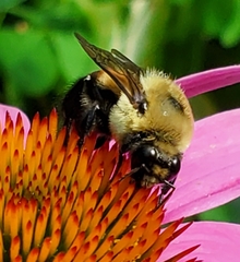 Bombus griseocollis