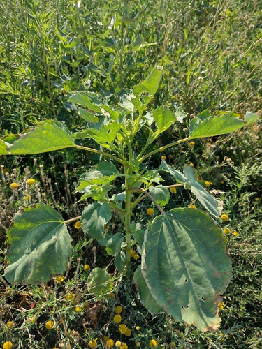 iva voškovníkovitá (Euphrosyne xanthiifolia)