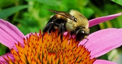 Bombus griseocollis