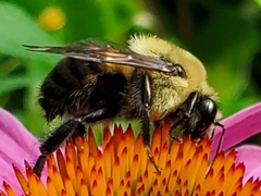 Bombus griseocollis