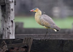 Whistling Heron photo 5