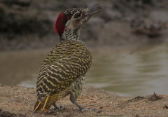 Campethera bennettii
