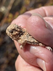 Phrynosoma blainvillii