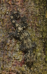 Malaysia Parachute Gecko photo 2