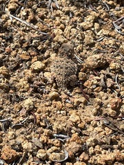Phrynosoma blainvillii
