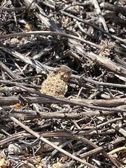 Phrynosoma blainvillii