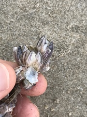 Amphibalanus reticulatus