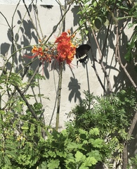 Papilio polytes