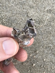 Amphibalanus reticulatus