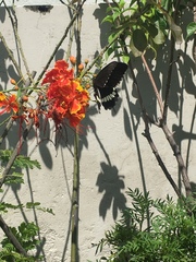 Papilio polytes