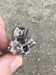 Amphibalanus reticulatus