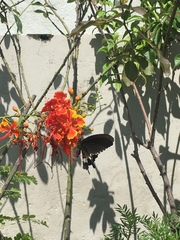 Papilio polytes