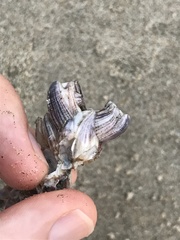 Amphibalanus reticulatus