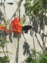 Papilio polytes