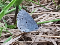 Celastrina argiolus