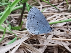 Celastrina argiolus