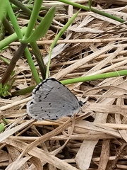Celastrina argiolus