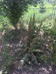 Rumex patientia