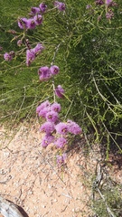 Melaleuca huegelii pristicensis