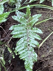 Polystichum polyblepharum