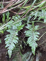 Polystichum polyblepharum