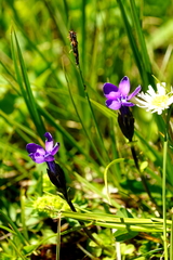 Gentiana bavarica bavarica