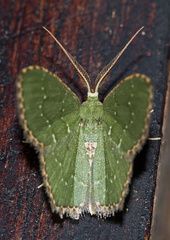 Chloropteryx