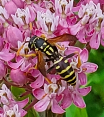 Polistes dominula