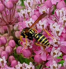 Polistes dominula