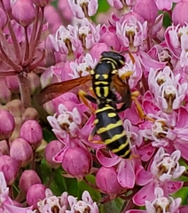 Polistes dominula