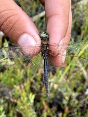 Somatochlora semicircularis