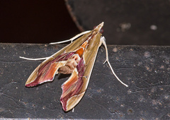 Agathodes designalis