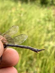Somatochlora semicircularis
