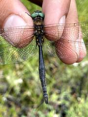 Somatochlora semicircularis
