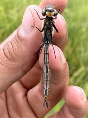 Somatochlora semicircularis