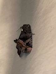 Homophoberia apicosa