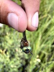 Somatochlora semicircularis
