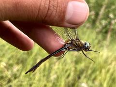 Somatochlora semicircularis