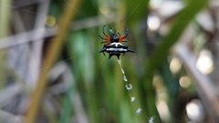 Gasteracantha rhomboidea