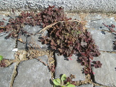Oxalis corniculata