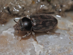 Heterocerus fenestratus