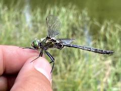 Somatochlora hudsonica
