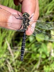 Somatochlora hudsonica