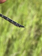 Somatochlora hudsonica