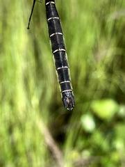 Somatochlora hudsonica