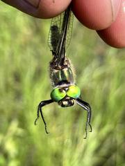 Somatochlora hudsonica