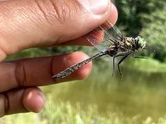 Somatochlora hudsonica