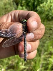 Somatochlora hudsonica