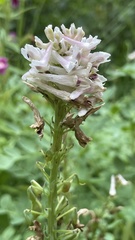 Corydalis caseana cusickii